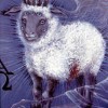 l001 100x100 The Lamb of The Christians
